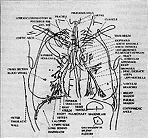 Chest Diagram - Copyright – Stock Photo / Register Mark