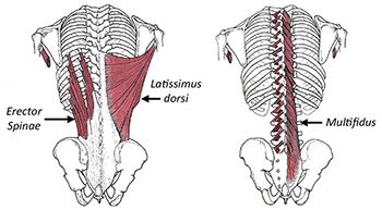 Superficial and deep muscles of the lumbar spine - Copyright – Stock Photo / Register Mark