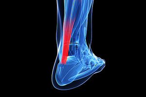 achilles tendon - Copyright – Stock Photo / Register Mark