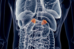 adrenal health - Copyright – Stock Photo / Register Mark