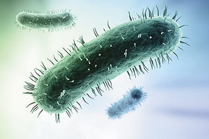 bacteria - Copyright – Stock Photo / Register Mark