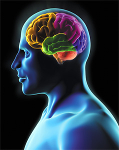 brain - Copyright – Stock Photo / Register Mark