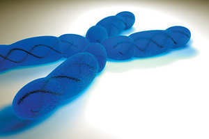 chromosomes - Copyright – Stock Photo / Register Mark