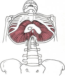 diaphragm - Copyright – Stock Photo / Register Mark