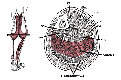 muscle volume and leg - Copyright – Stock Photo / Register Mark