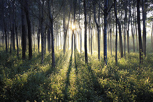 forest - Copyright – Stock Photo / Register Mark