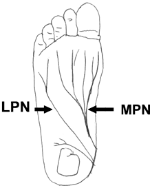 The path of the tibial nerve. - Copyright – Stock Photo / Register Mark