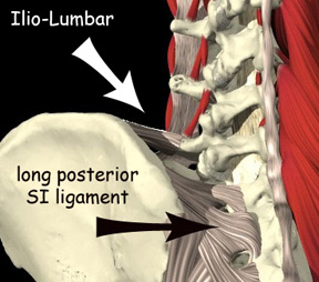 iliolumbar ligament - Copyright – Stock Photo / Register Mark