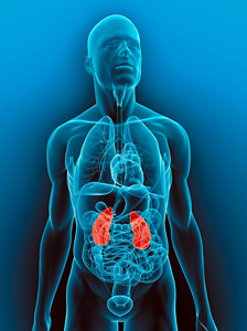 kidney - Copyright – Stock Photo / Register Mark