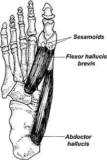 sesamoid bones - Copyright – Stock Photo / Register Mark