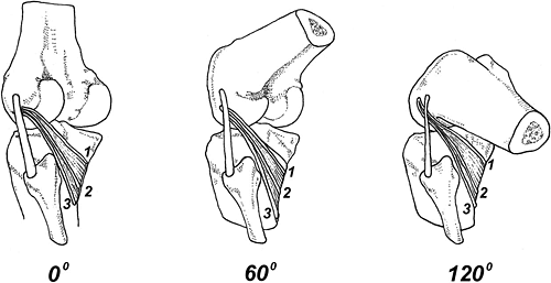 popliteus muscle - Copyright – Stock Photo / Register Mark