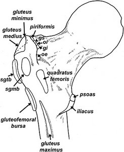 proximal left femur - Copyright – Stock Photo / Register Mark