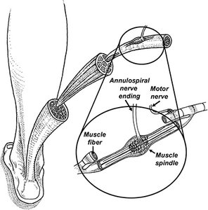 Muscle spindles - Copyright – Stock Photo / Register Mark