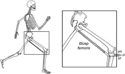 semitendinosus - Copyright – Stock Photo / Register Mark