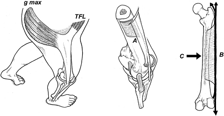 Anatomy of the iliotibial band - Copyright – Stock Photo / Register Mark