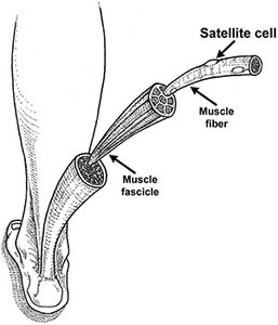 satellite cells - Copyright – Stock Photo / Register Mark