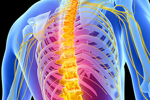 nerve system - Copyright – Stock Photo / Register Mark