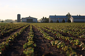 Organic Seed Alliance farm - Copyright – Stock Photo / Register Mark