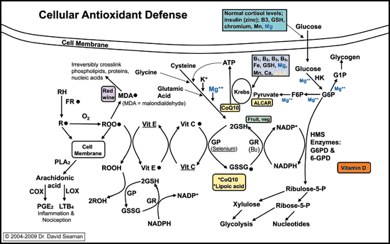 Antioxidant Metabolism - Copyright – Stock Photo / Register Mark