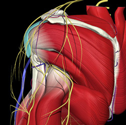 suprascapular and axillary nerves - Copyright – Stock Photo / Register Mark