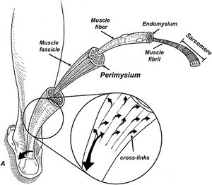 The components of a muscle - Copyright – Stock Photo / Register Mark