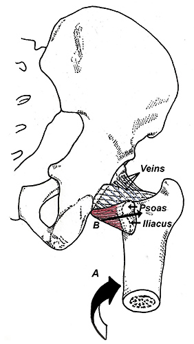 Venous drainage of the hip - Copyright – Stock Photo / Register Mark