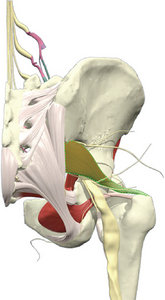 sciatic nerve - Copyright – Stock Photo / Register Mark