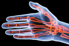 The bones of the hand - Copyright – Stock Photo / Register Mark