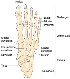 Heel Pain - Copyright – Stock Photo / Register Mark