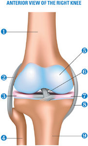 right knee - Copyright – Stock Photo / Register Mark